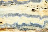 Mammoth Molar Slice With Case - South Carolina #377764-2
